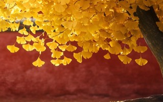 孟加拉语专业好找工作吗？附2025年孟加拉语专业就业方向及前景