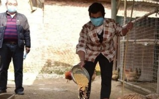 2026国考申论热点：一万只鸡赔十万，疫情下的恶意压价
