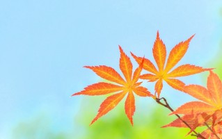 保密管理专业毕业能从事什么行业？保密管理专业就业方向及前景全解析