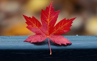 高考招生中的关键线：批次线、提档线和录取线分别指什么？