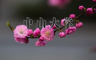 四川612分能上什么好大学？附2025年可以报考的大学名单