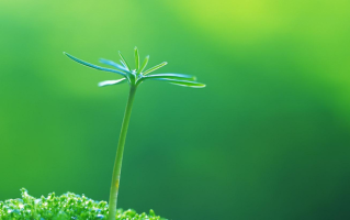 植物保护专业怎么样?主要学些什么，就业前景如何