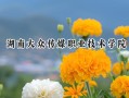 2024湖南大众传媒职业技术学院录取分数线：江苏最低414分